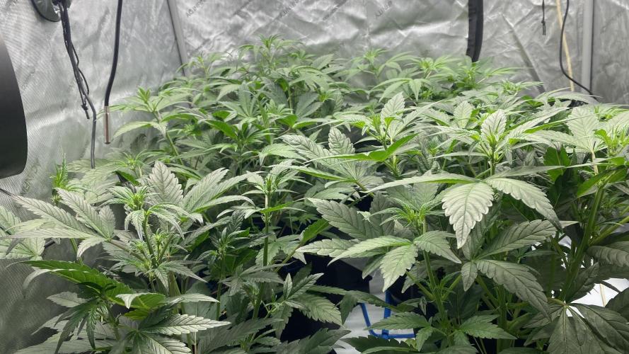 Hermi “experiments”. Week 3