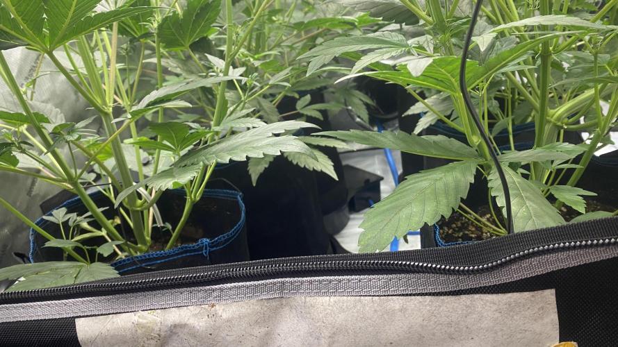 Hermi “experiments”. Week 4