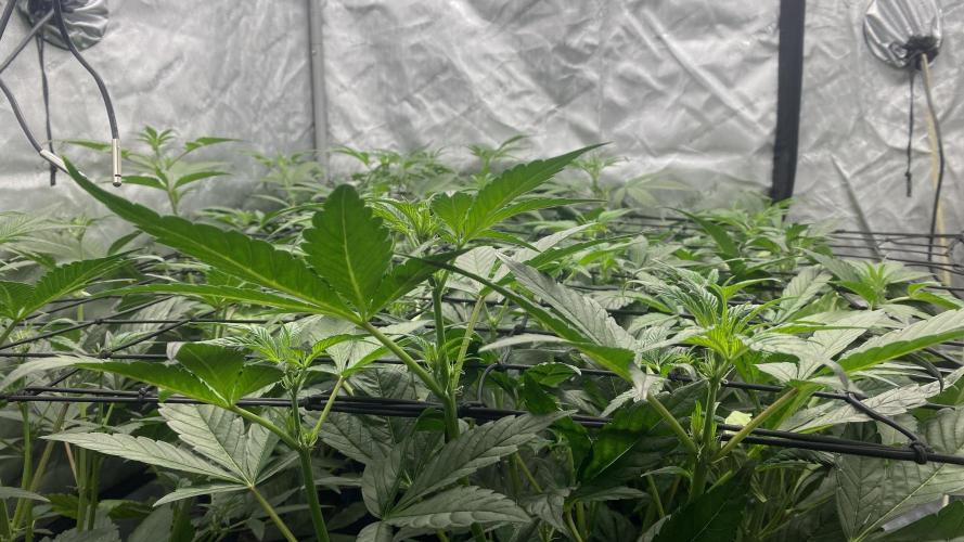 Hermi “experiments”. Week 4