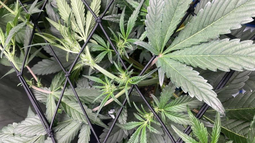 Hermi “experiments”. Week 4