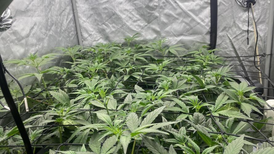 Hermi “experiments”. Week 4