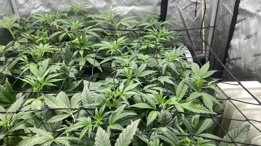 Hermi “experiments”. Week 4