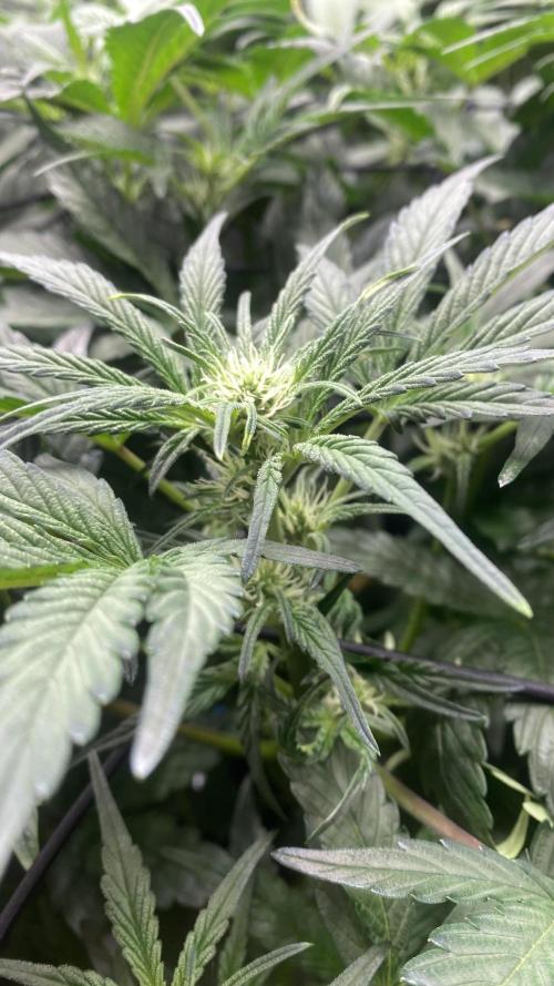 Hermi “experiments”. Week 5