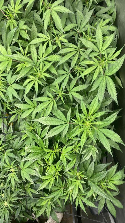 Hermi “experiments”. Week 5