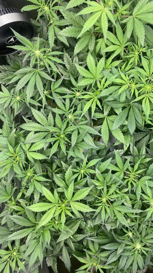 Hermi “experiments”. Week 5