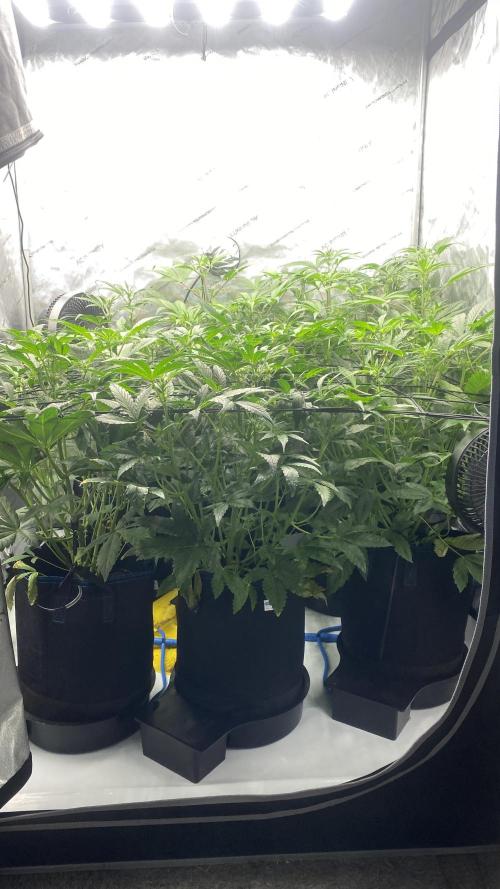 Hermi “experiments”. Week 5