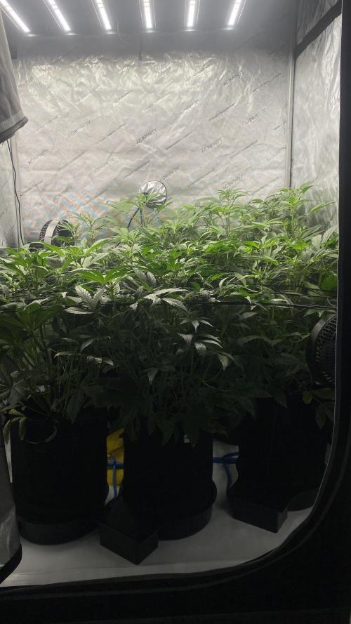 Hermi “experiments”. Week 5