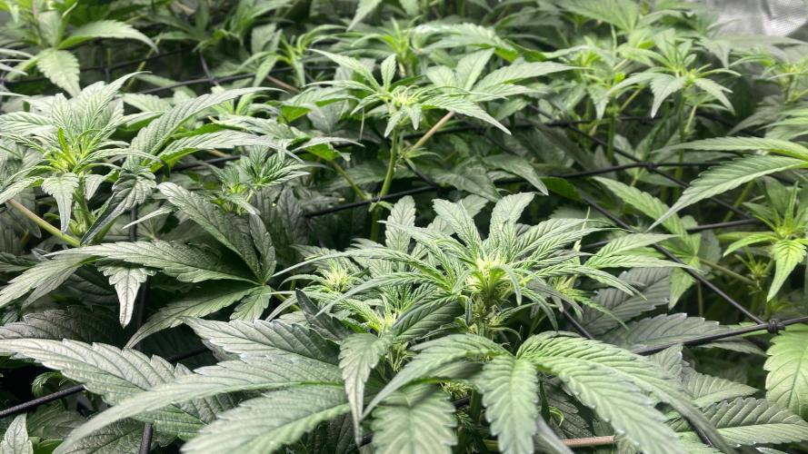 Hermi “experiments”. Week 5