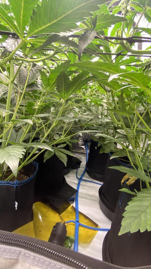 Hermi “experiments”. Week 6