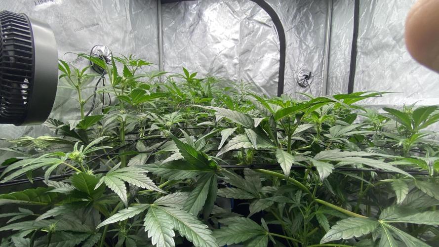 Hermi “experiments”. Week 6