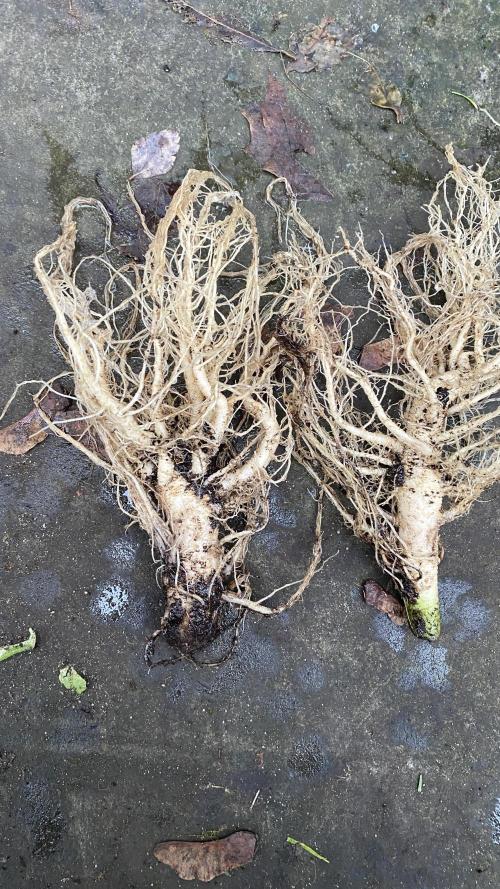 Hermi “experiments”. Week 6