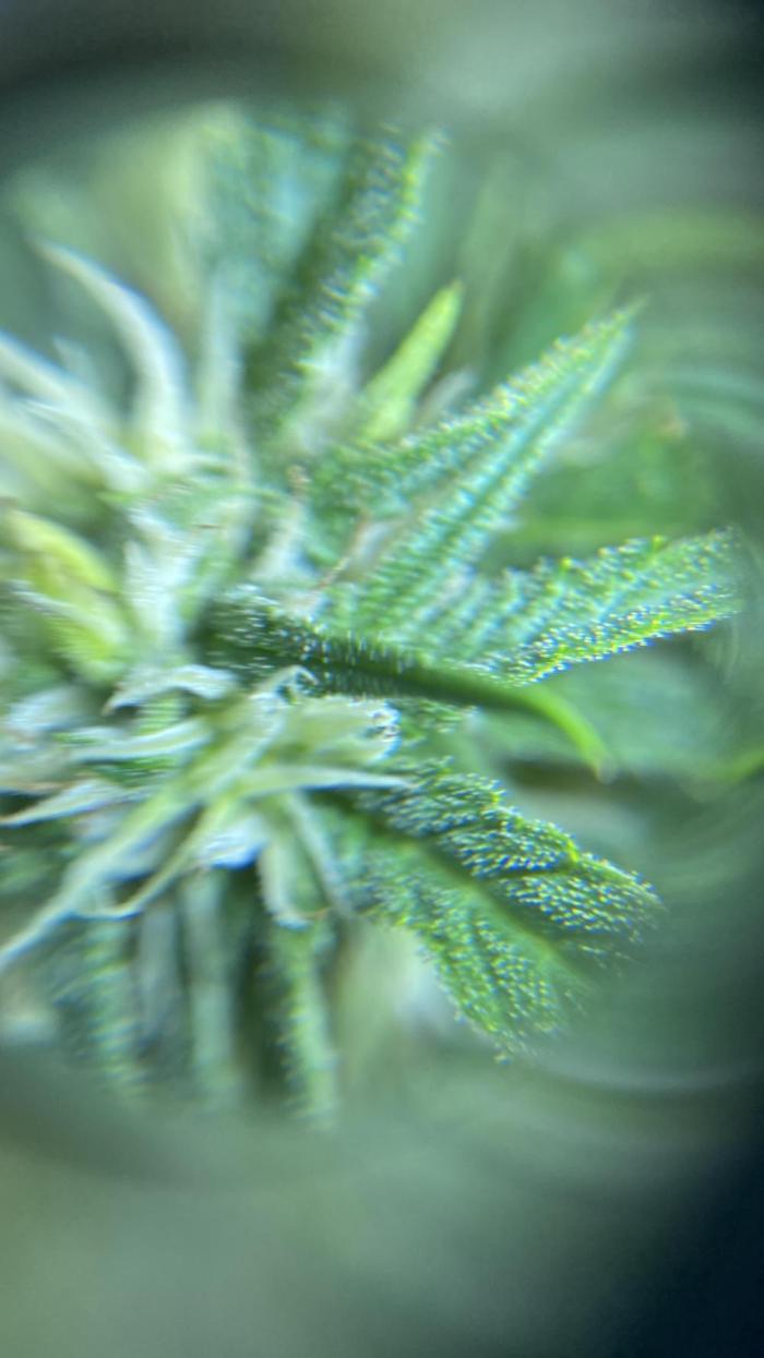 Hermi “experiments”. Week 7