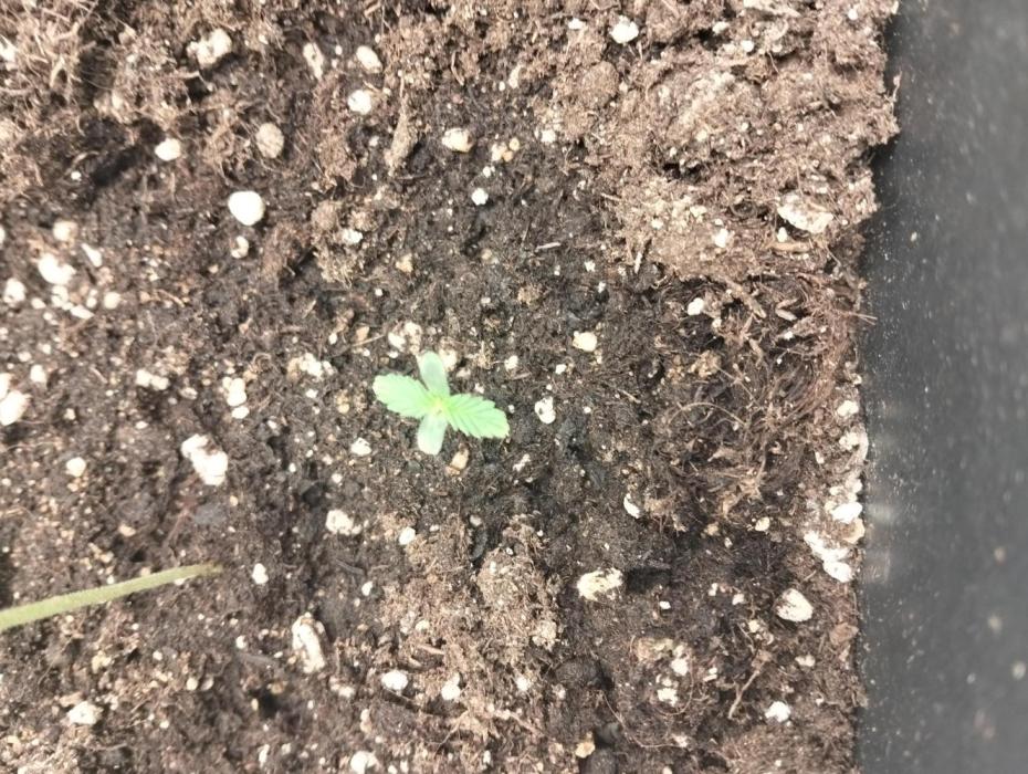 Gorilla killer cookies. Week 0