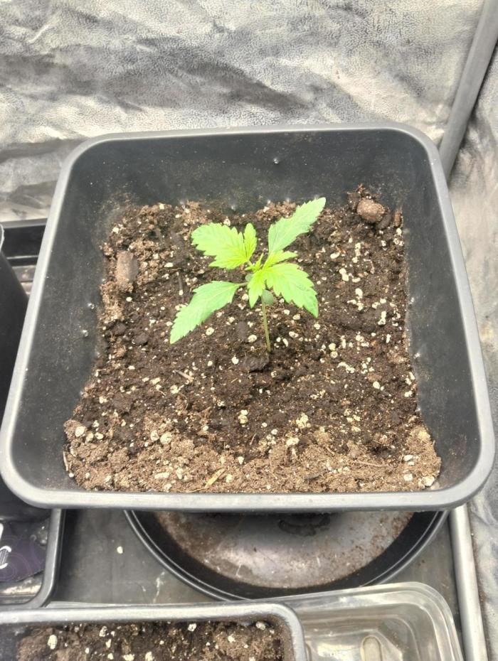 Gorilla killer cookies. Week 2