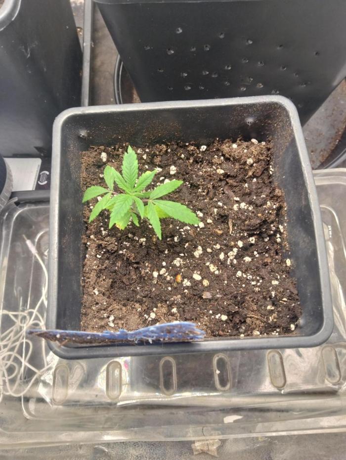 Rs11 kannabia. Week 2