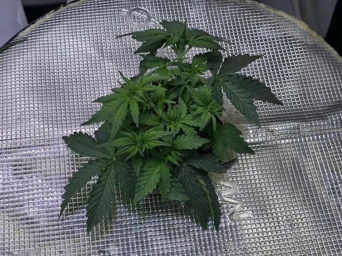 Bubblegum Femaleseeds. Week 7 - 10/02/2026
Back to the Future 