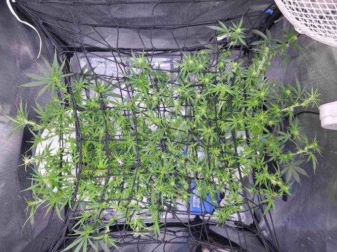 Bubblegum Femaleseeds. Week 10 - 15/03/2026
Lite defoll and suppercropped colas and installed 3rd SCrog Net! 