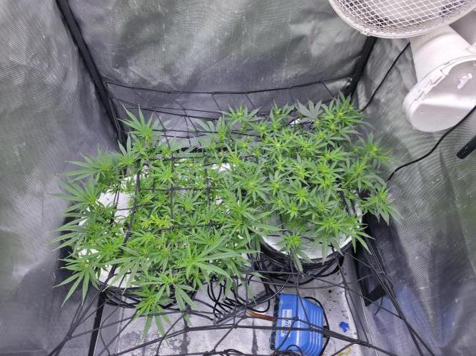 Bubblegum Femaleseeds. Week 9 - 11/03/2026