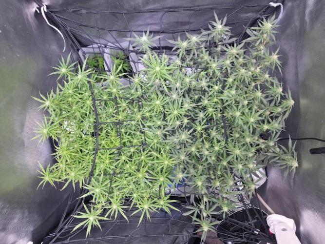 Bubblegum Femaleseeds. Week 12 - 28/03/2026 
The pistils that have died are the pollinated budsites! 