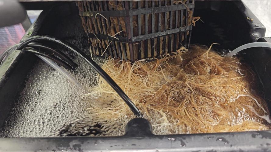 TheTeresaPalmerExperiments#H₂O₂+MB