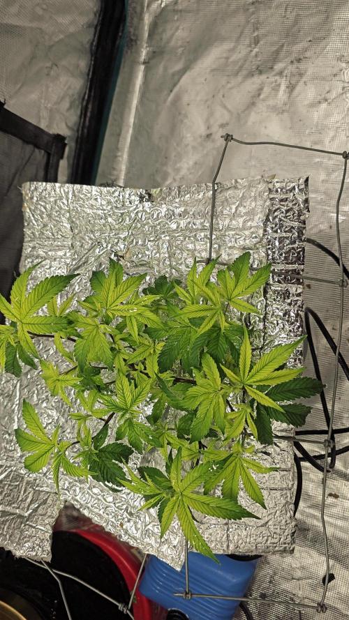 TheTeresaPalmerExperiments#H₂O₂+MB