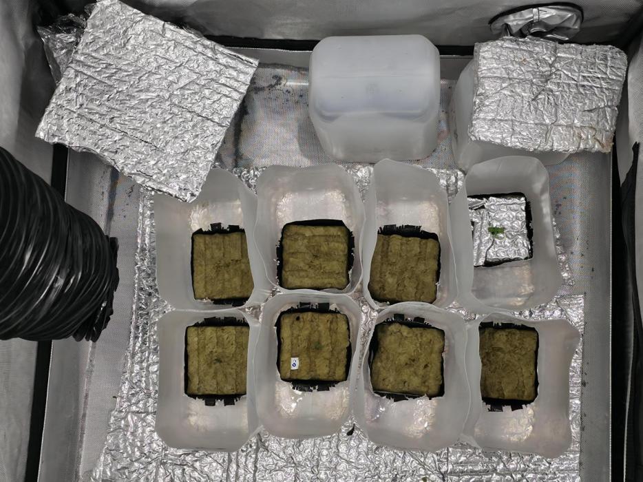 Bubblegum FS - Spicy Temptation Terpzy. Week 0 - 16/12/2025.
Spicy temptation gpp terpzy germinated in rockwool in a jerrycan