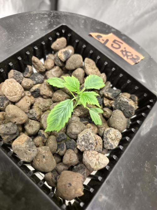 Bubblegum FS - Spicy Temptation Terpzy. Week 1 - 01/01/26
Spicy Temptation GPP Terpzy