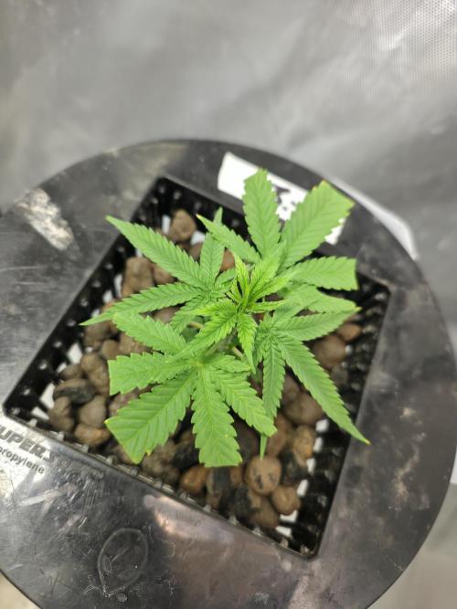 Bubblegum FS - Spicy Temptation Terpzy. Week 1 - 01/01/26
Bubblegum  Femaleseeds 