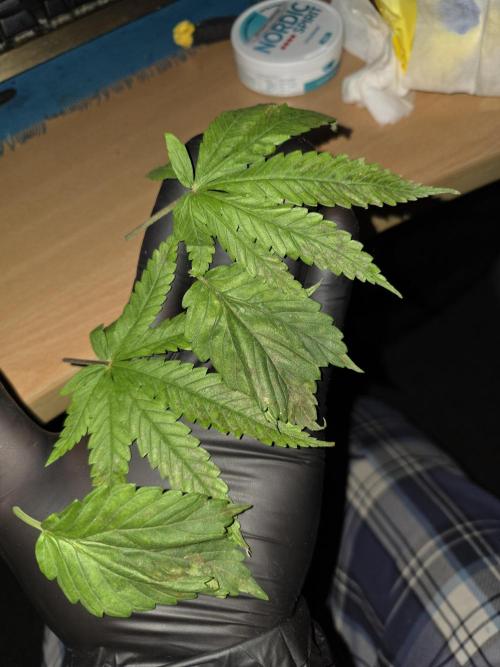 Bubblegum FS - Spicy Temptation Terpzy. Week 3 - 09/01/26
First proper defoll 