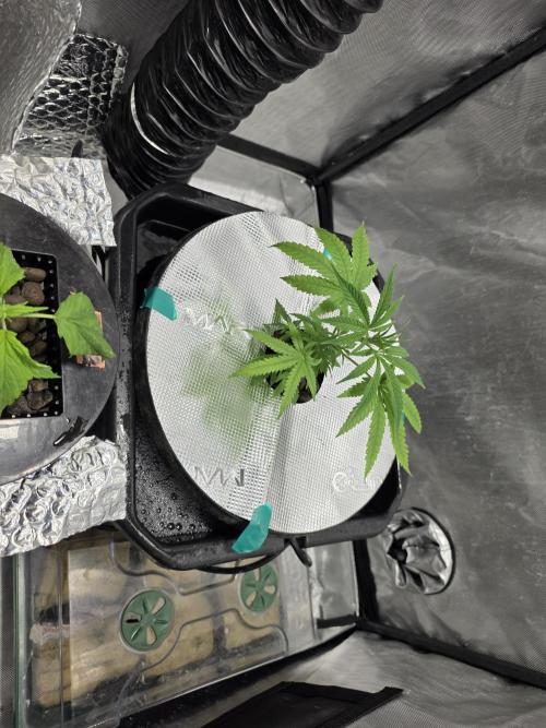 Bubblegum FS - Spicy Temptation Terpzy. Week 3 - 01/01/26
Defolled the leaves from the purgatory cycle