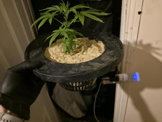 Bubblegum FS - Spicy Temptation Terpzy. Week 3 - 01/01/26
Defolled the leaves from the purgatory cycle