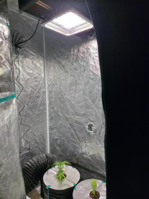 Bubblegum FS - Spicy Temptation Terpzy. Week 3 - 10/01/26
Moved into the Marshydro 5 gallon in the loft for there final home. 