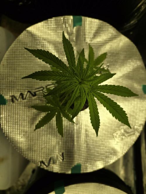 Bubblegum FS - Spicy Temptation Terpzy. Week 3 - 10/01/26
Bubblegum Femaleseeds 