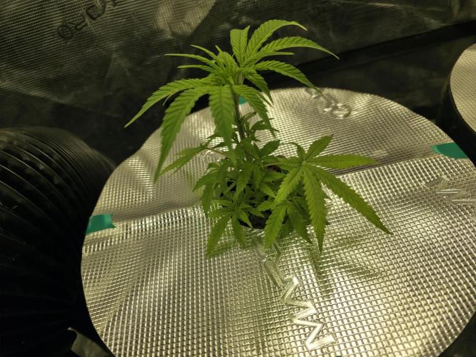 Bubblegum FS - Spicy Temptation Terpzy. Week 3 - 10/01/26
Bubblegum - Femaleseeds 