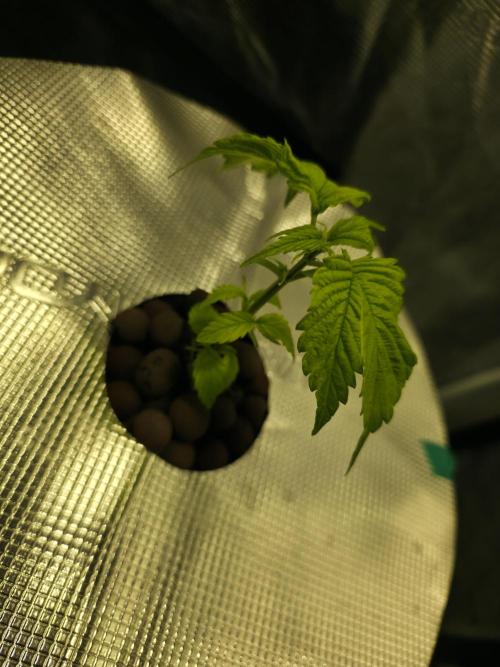 Bubblegum FS - Spicy Temptation Terpzy. Week 3 - 10/01/26
Spicy Temptation GPP - Terpzy Genetics 