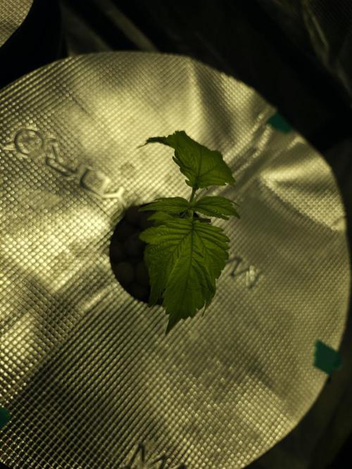 Bubblegum FS - Spicy Temptation Terpzy. Week 3 - 10/01/26
Spicy Temptation GPP - Terpzy Genetics 