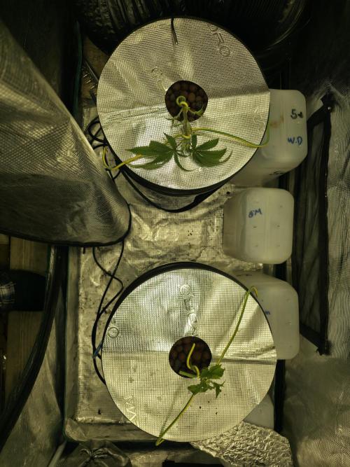 Bubblegum FS - Spicy Temptation Terpzy. Week 4 - 17/01/2026 
LST training and HST training after I topped them. 
The nice tight n