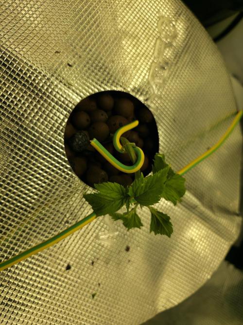 Bubblegum FS - Spicy Temptation Terpzy. Week 4 - 17/01/2026 
LST training and HST training after I topped them. 
The nice tight n