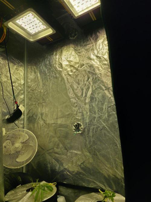 Bubblegum FS - Spicy Temptation Terpzy. Week 4 - 18/01/2026
The main fold stems have turned towards the light and recovered from 