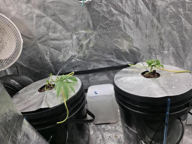 Bubblegum FS - Spicy Temptation Terpzy. Week 4 - 18/01/2026
The main fold stems have turned towards the light and recovered from 