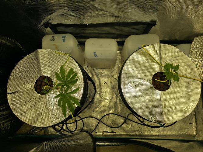 Bubblegum FS - Spicy Temptation Terpzy. Week 4 - 18/01/2026
The main fold stems have turned towards the light and recovered from 