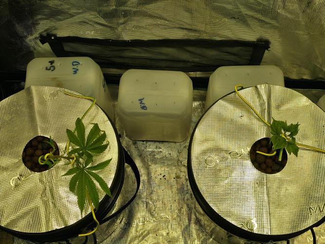 Bubblegum FS - Spicy Temptation Terpzy. Week 4 - 18/01/2026
The main fold stems have turned towards the light and recovered from 