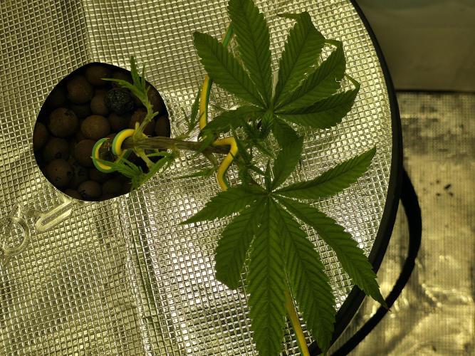 Bubblegum FS - Spicy Temptation Terpzy. Week 4 - 18/01/2026
The main fold stems have turned towards the light and recovered from 