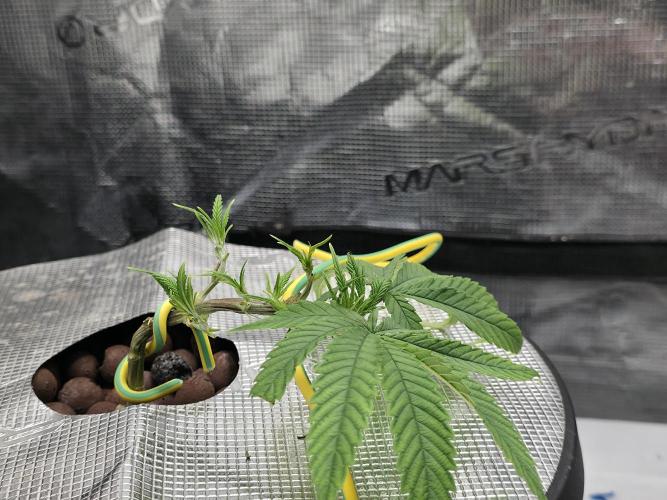 Bubblegum FS - Spicy Temptation Terpzy. Week 4 - 18/01/2026
The main fold stems have turned towards the light and recovered from 