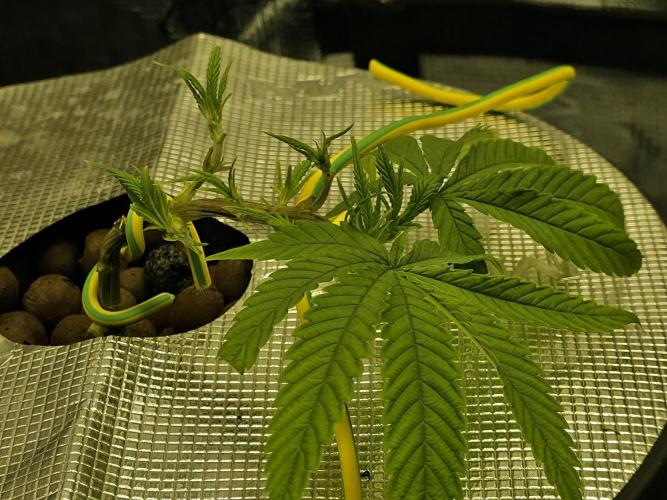 Bubblegum FS - Spicy Temptation Terpzy. Week 4 - 18/01/2026
The main fold stems have turned towards the light and recovered