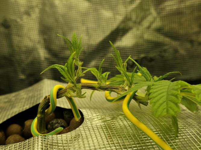 Bubblegum FS - Spicy Temptation Terpzy. Week 4 - 18/01/2026
The main fold stems have turned towards the light and recovered