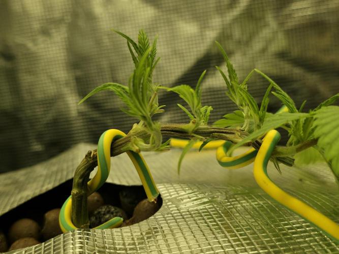 Bubblegum FS - Spicy Temptation Terpzy. Week 4 - 18/01/2026
The main fold stems have turned towards the light and recovered