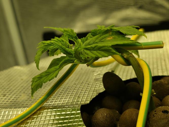 Bubblegum FS - Spicy Temptation Terpzy. Week 4 - 18/01/2026
The main fold stems have turned towards the light and recovered