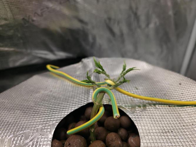 Bubblegum Femaleseeds. Week 4 - 21/01/2026
Defolled: time to let them bush out!