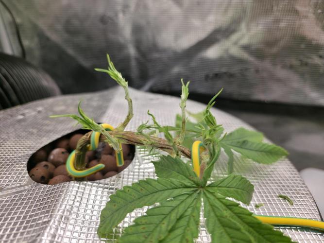 Bubblegum Femaleseeds. Week 4 - 21/01/2026
Defolled: time to let them bush out!